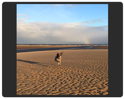 dog running on a beach