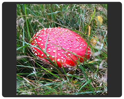 red fungus photo